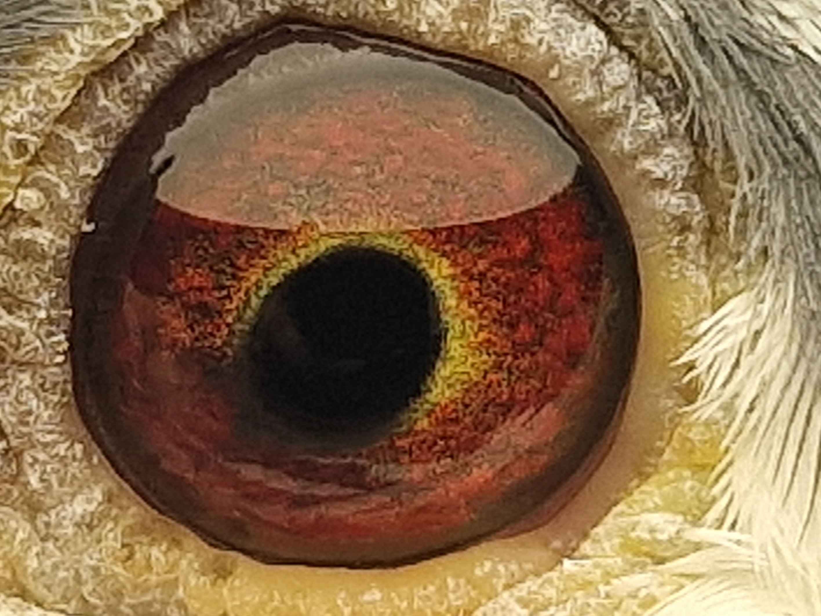 Pigeon eye